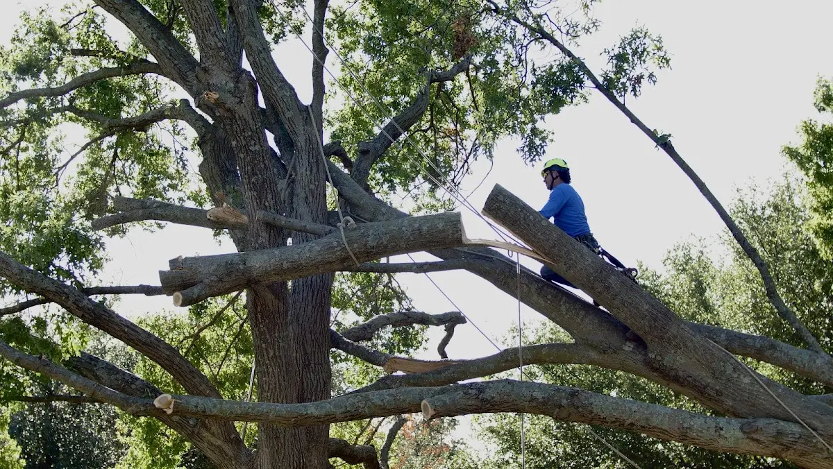 Professional Crown Thinning performed by certified arborists in Elco