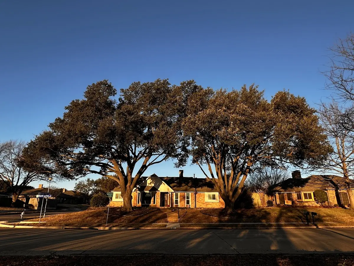 Established residential canopy tree shading a home in Elco